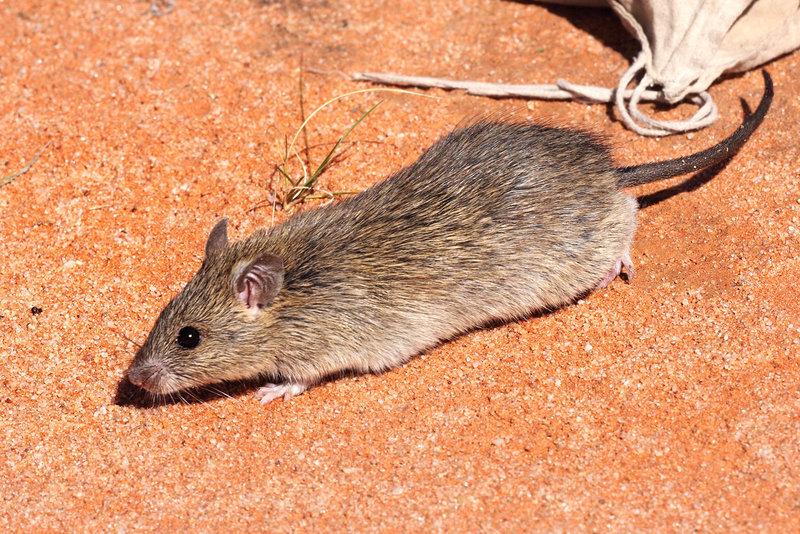 Longtailedrat - Plague Rat, Long- haired Rat (Rattus villosissimus).jpg
