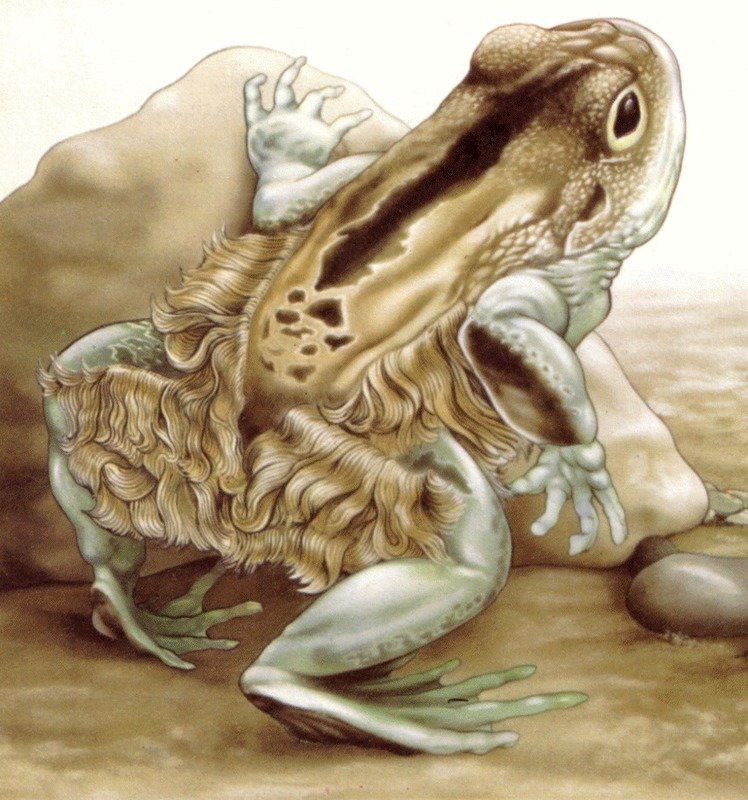 african hairy frog - Hairy Frog (Trichobatrachus robustus), 털개구리.jpg