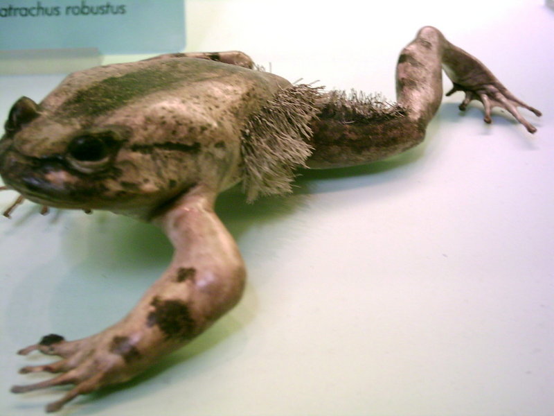 Hairy Frog (Trichobatrachus robustus).jpg