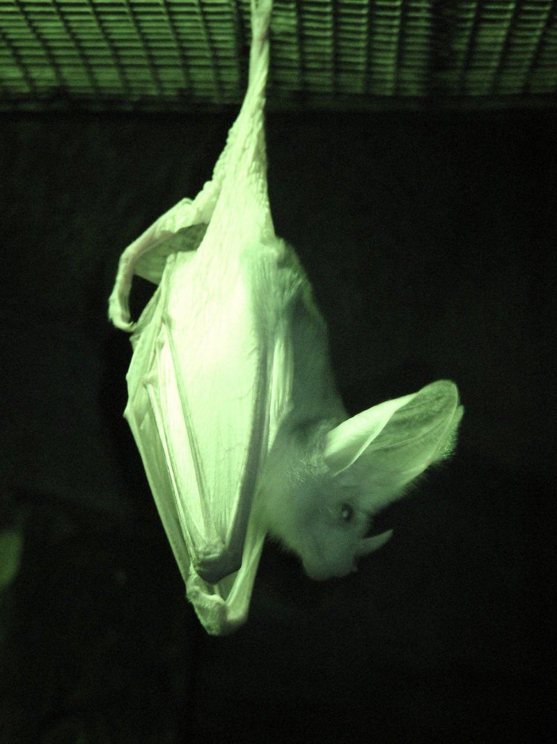 Ghost bat infrared Perth zoo - Macroderma gigas, Australian false vampire bat, 유령박쥐.jpg