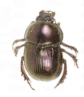 북방보라금풍뎅이, Eogeotrupes laevistriatus, Northern Purple Gold Beetle.jpg