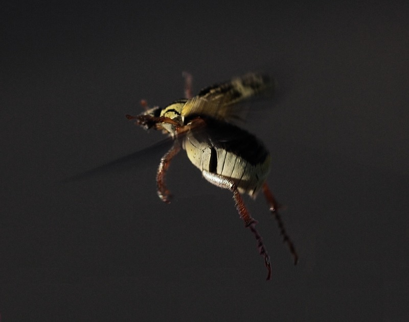 20090612 애긴다리풍뎅이, Ectinohoplia obducta, long-legged scarab beetle.jpg