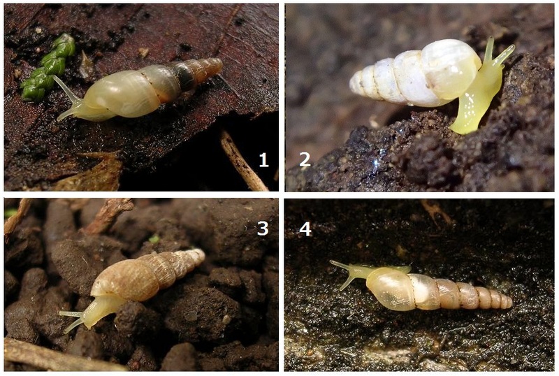 4 Common Subulinidae from central Japan.jpg