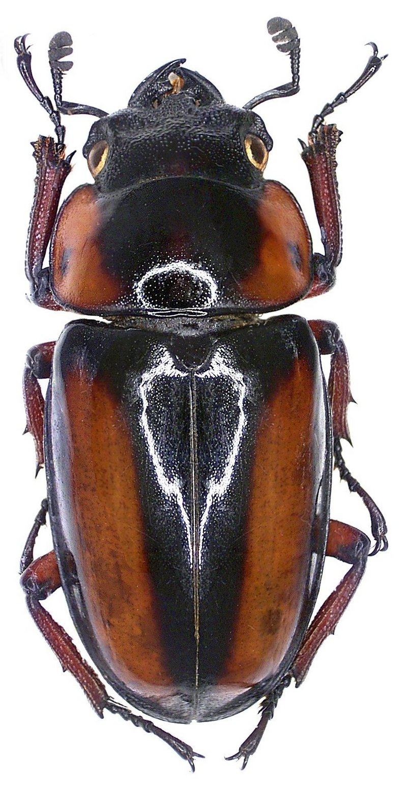 Prosopocoilus savagei (Hope, 1842) female (3852663829).jpg