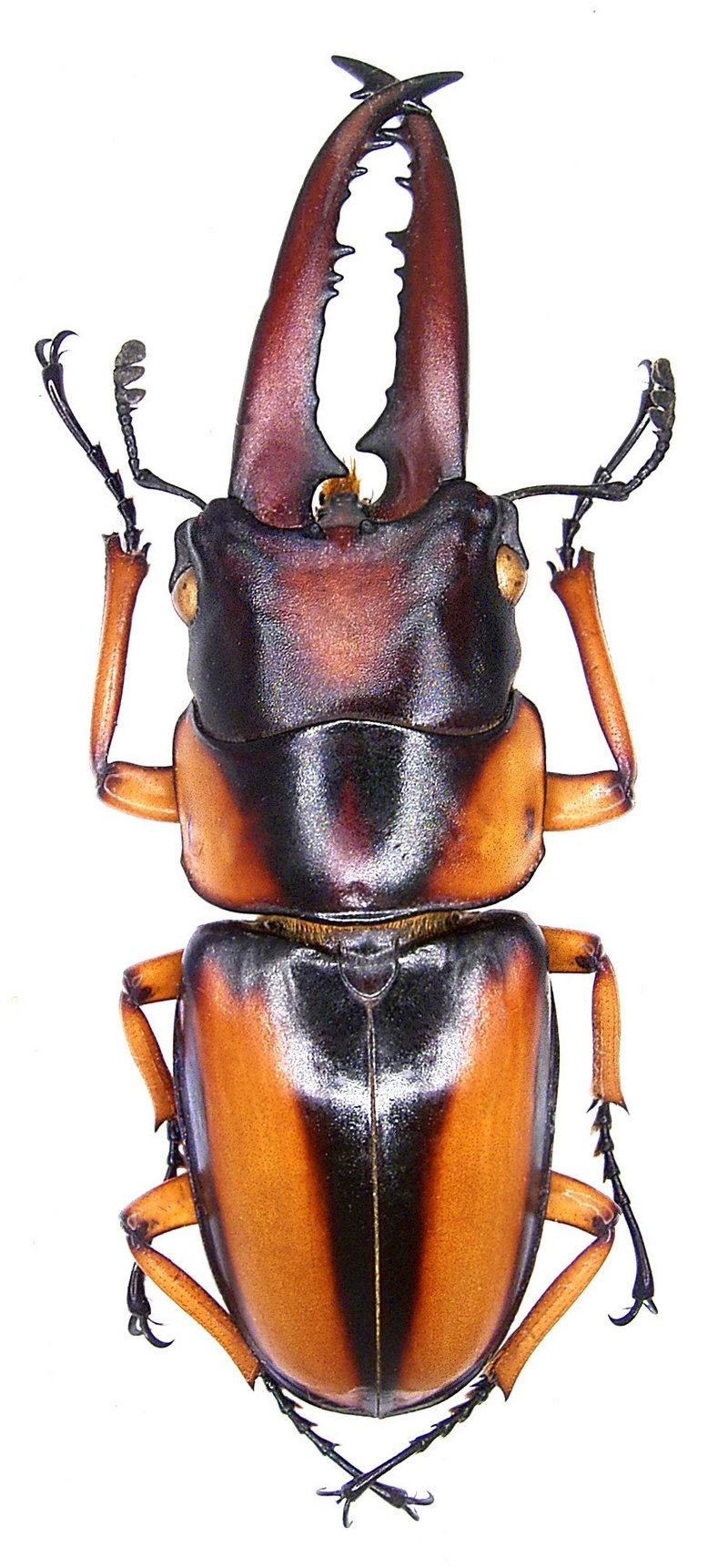 Prosopocoilus savagei (Hope, 1842) male (3852663385).jpg
