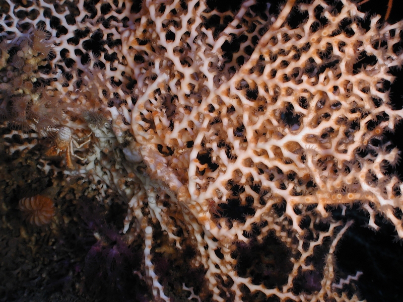 Expl1651 - Flickr - NOAA Photo Library-Zigzag coral (Madrepora oculata).jpg