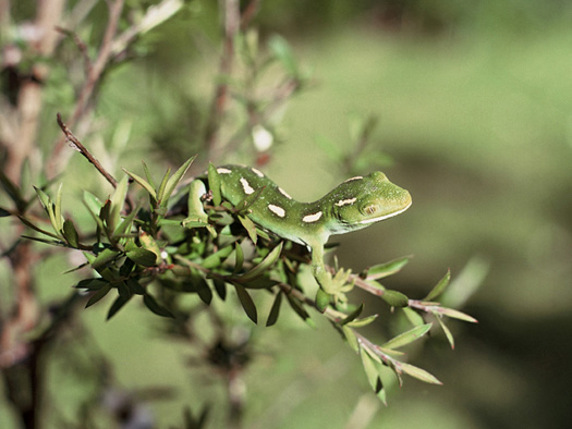 Auckland green gecko, Naultinus elegans elegans by J.L. Kendrick.jpg