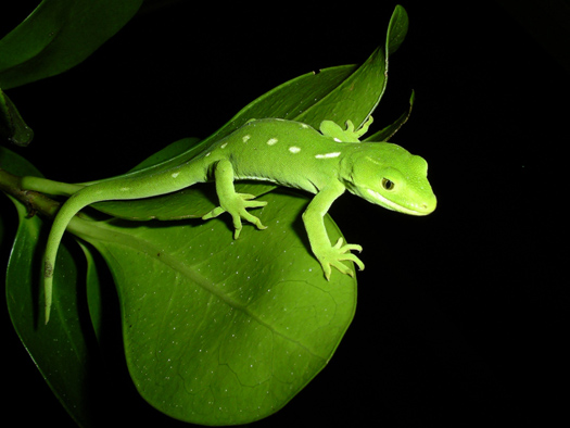 Wellington green gecko, Naultinus elegans punctatus by Andrew Morrison.jpg