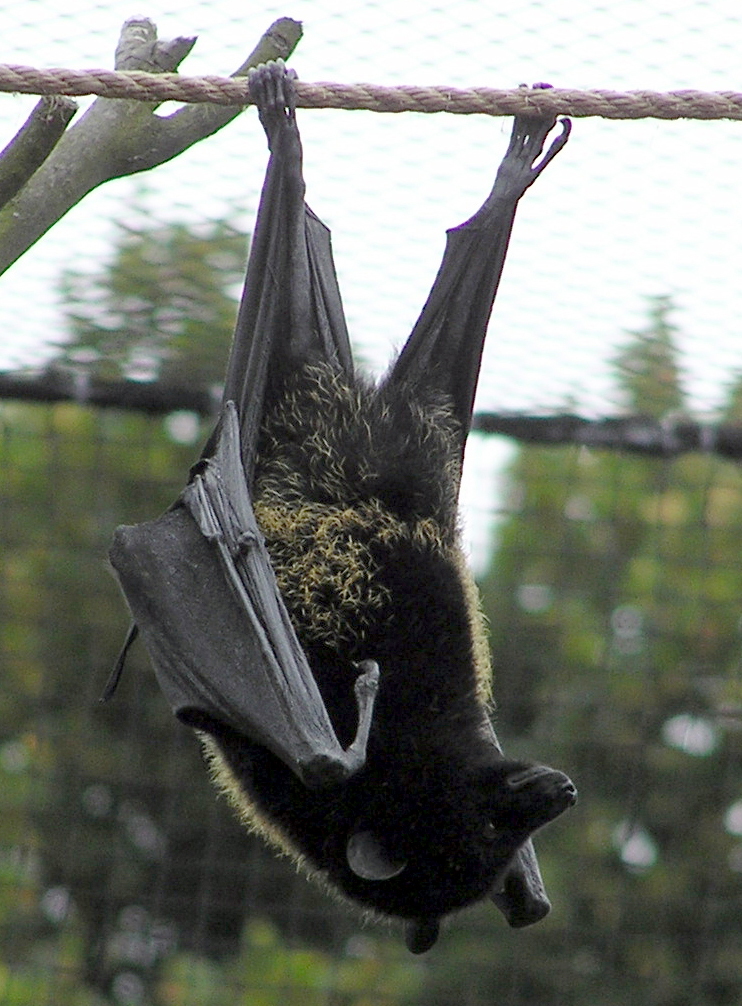 Bristol.zoo.livfruitbat.arp - Livingstone's fruit bat (Pteropus livingstonii).jpg