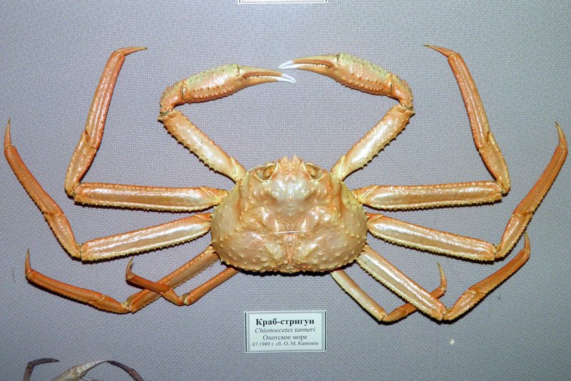 Chionoecetes tanneri - grooved tanner crab.jpg
