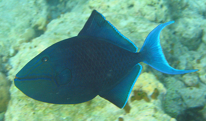 Redtoothed triggerfish - Red-toothed triggerfish (Odonus niger).jpg