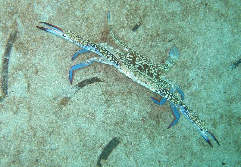 1280px-Portunus pelagicus-flower crab or blue swimmer crab.jpg