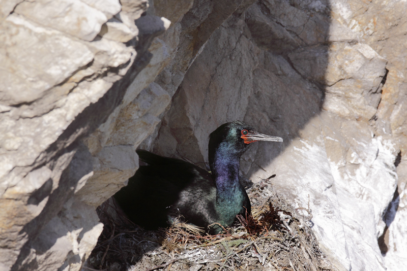 Phalacrocorax pelagicus -San Luis Obispo, California, USA -nest-8 (2).jpg