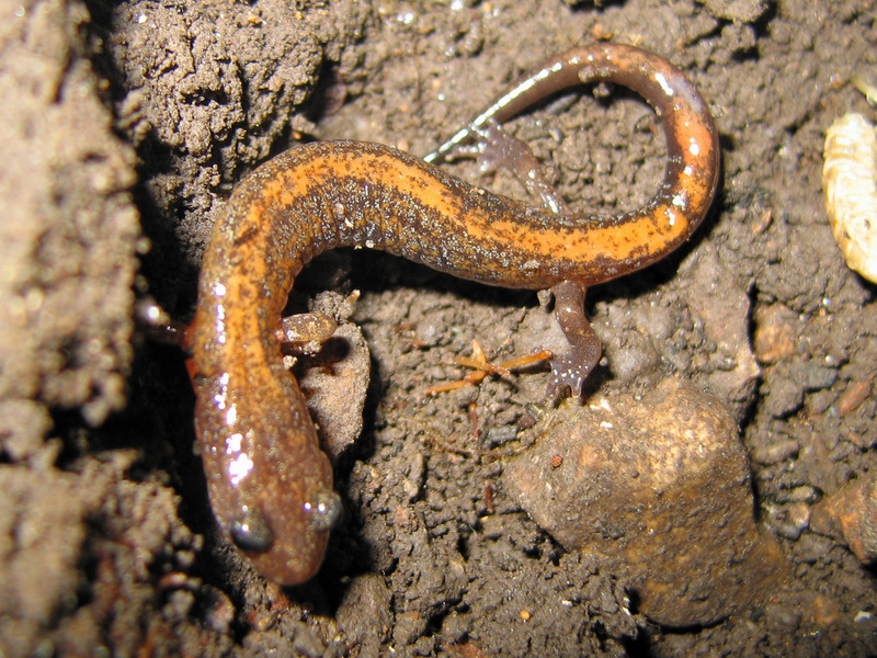 Plethodon dorsalis - Northern zigzag salamander.jpg