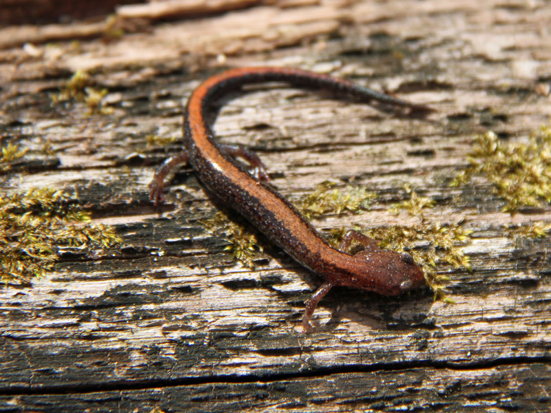 Southern Red-backed Salamander (Plethodon serratus).jpg