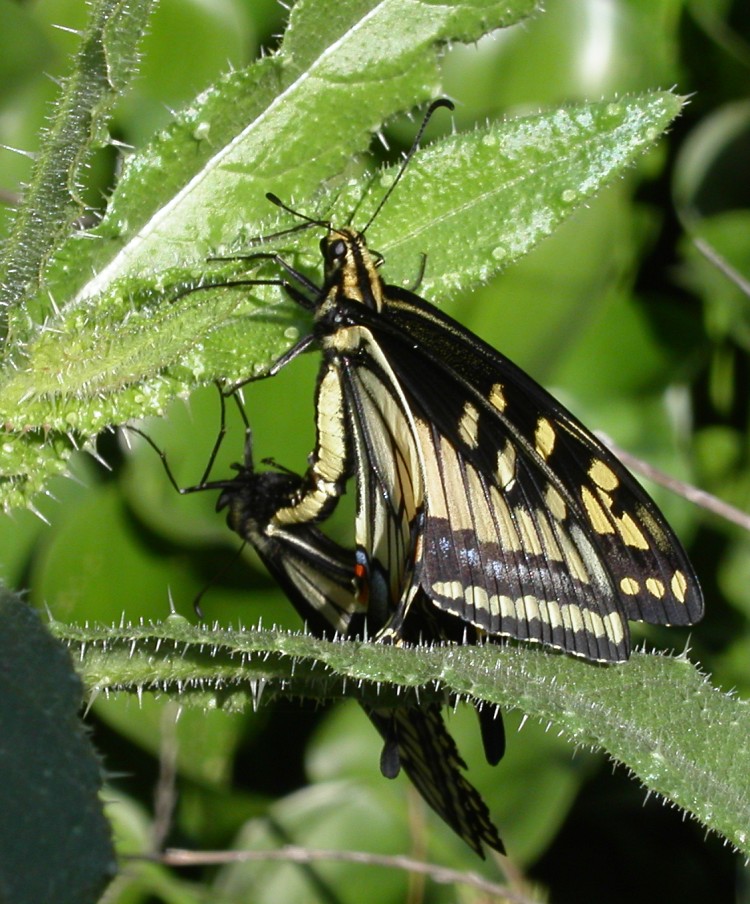 Anise swallowtails mating - Anise swallowtail (Papilio zelicaon).jpg