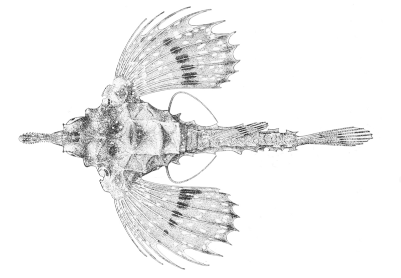 Eurypegasus papilio - Hawaiian Sea-moth fish (Eurypegasus papilio).jpg