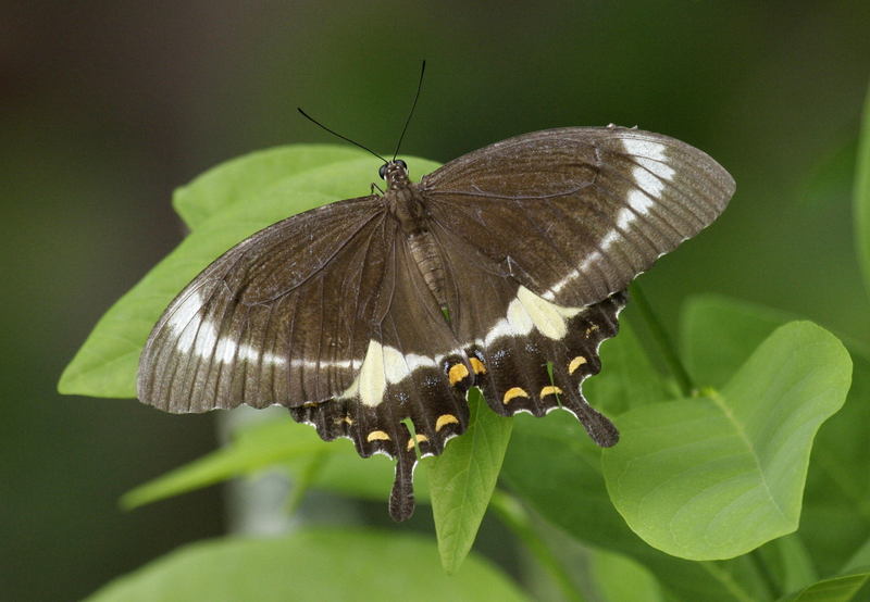 Fuscous swallowtail portland08 - Canopus swallowtail (Papilio fuscus).JPG