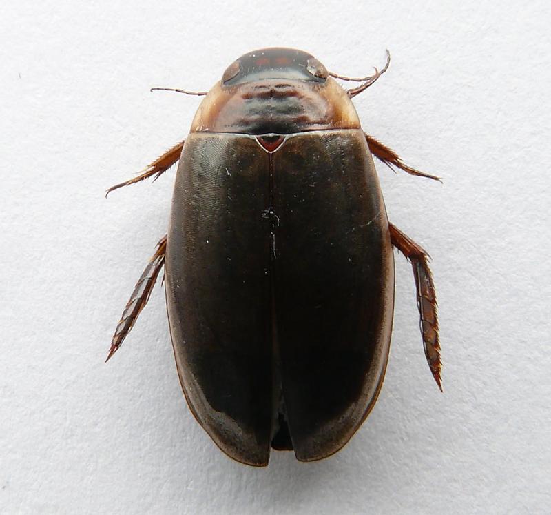 Colymbetes fuscus-01-by itu - diving beetle.jpg