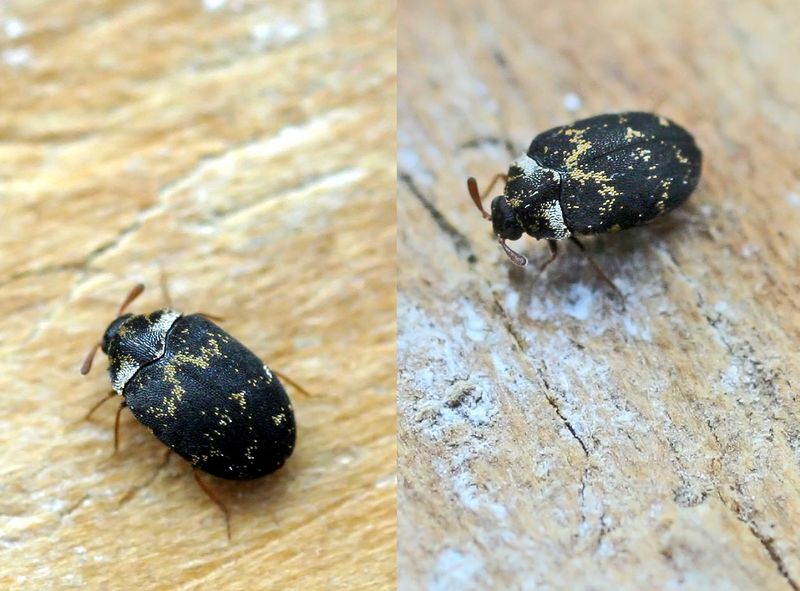 Anthrenus fuscus01 - skin beetle.jpg