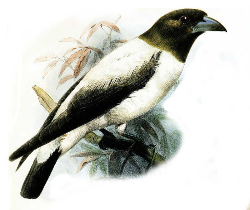 ArtamusMonachusSmit - ivory-backed woodswallow (Artamus monachus).jpg