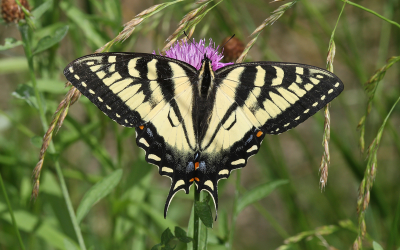 Papilio-canadensis-001 - Canadian tiger swallowtail (Papilio canadensis).jpg