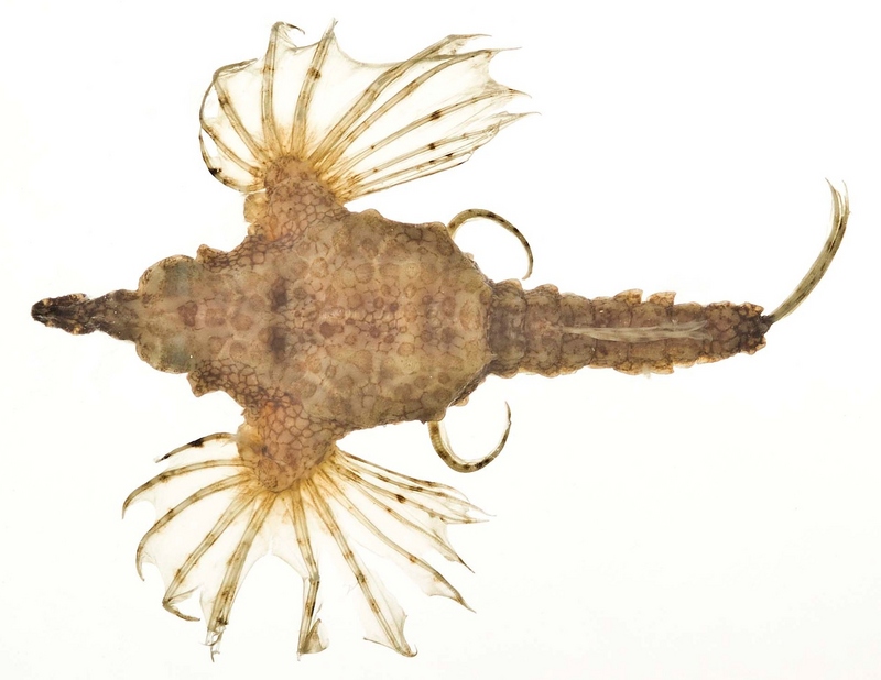 Eurypegasus draconis SI - Little dragonfish, short dragonfish (Eurypegasus draconis).jpg