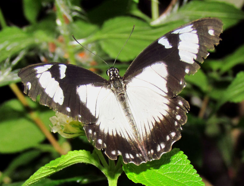 Mocker Swallowtail, top side - African swallowtail (Papilio dardanus).jpg