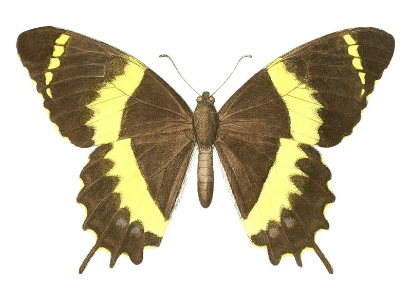 Papilio garamas abderus (1 - dorsal view).jpg