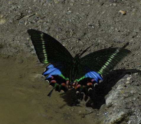 Krishna Peacock - Alka Vaidya - Krishna peacock (Papilio krishna).jpg
