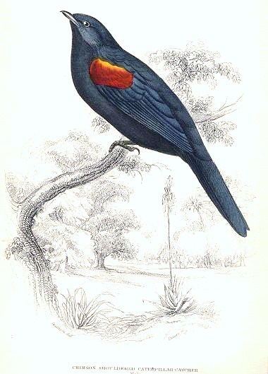 Campephaga phoenicea male - red-shouldered cuckooshrike (Campephaga phoenicea).jpg