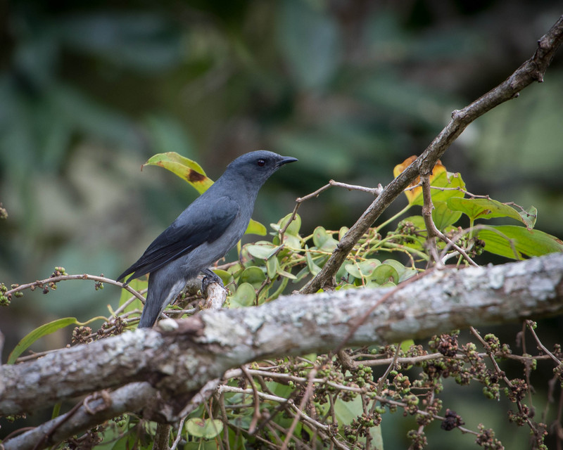 Black-winged Cuckooshrike - dark grey cuckoo-shrike black-winged cuckooshrike (Coracina melaschistos).jpg
