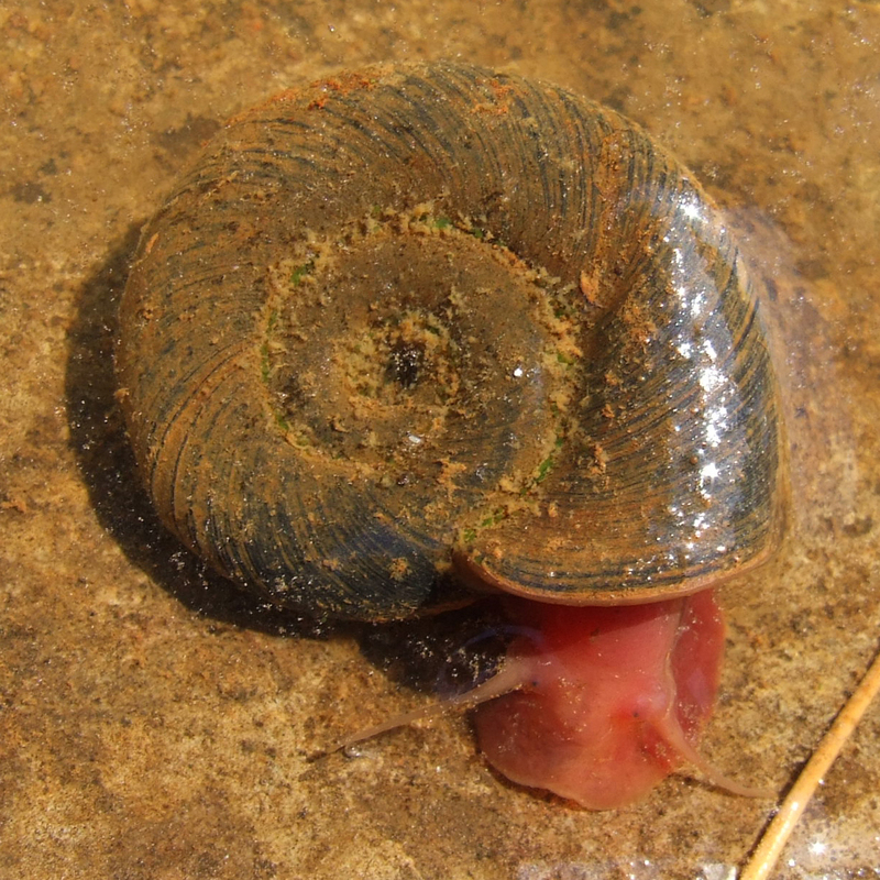 Posthornschnecke1 - great ramshorn snail (Planorbarius corneus).jpg