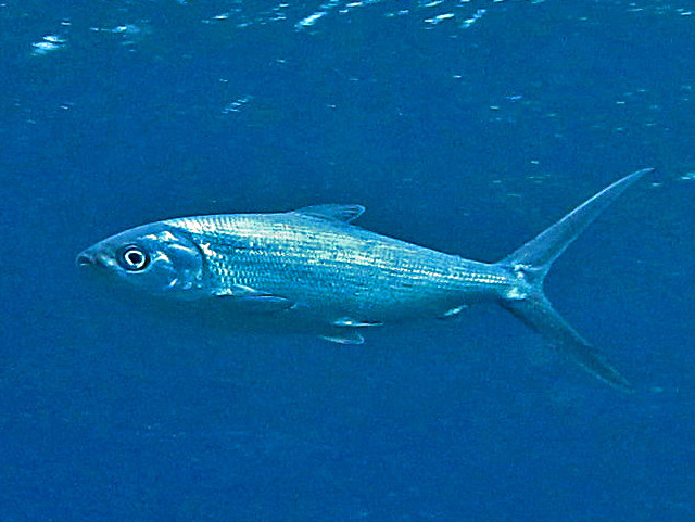 Chanidae - Chanos chanos - milkfish.JPG
