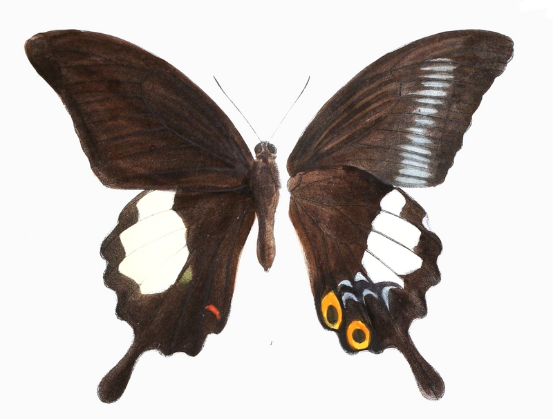 PapilioIswara 456 1 - Great Helen ( Papilio iswara).jpg