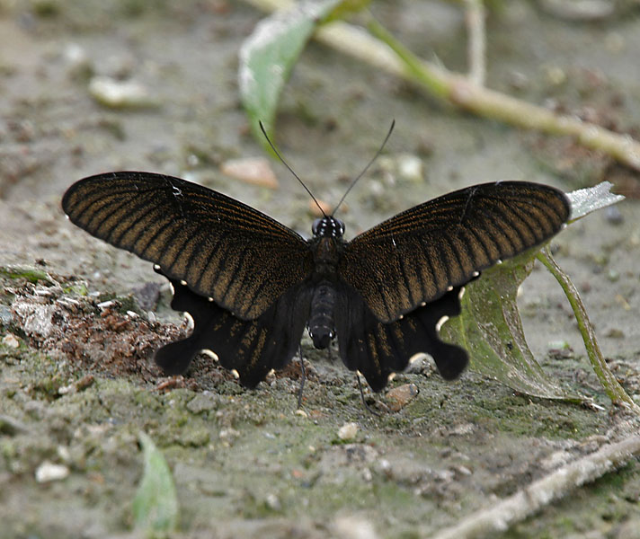 Yellow Helen Papilio nephelus at Jayanti, Duars, West Bengal W IMG 5604 - Yellow Helen (Papilio nephelus chaon).jpg