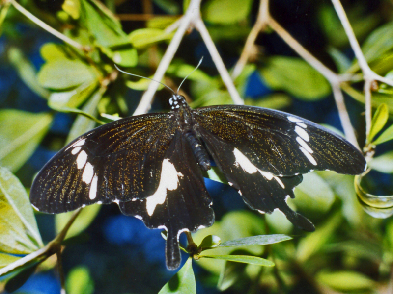 Papilionidae - Papilio nephelus sunatus - Black and white Helen.jpg