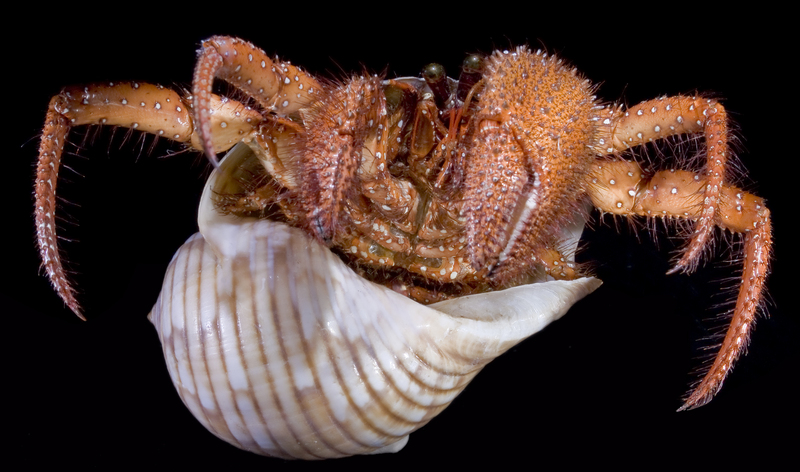 Dardanus - white-spotted hermit crab (Dardanus megistos).jpg