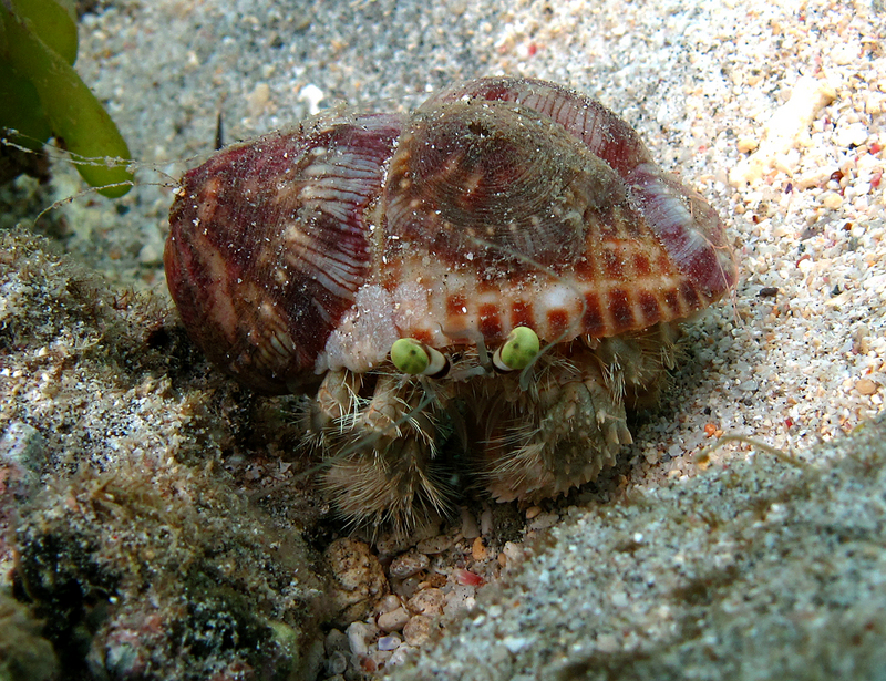 Dardanus deformis - Dardanus deformis (hermit crab).jpg