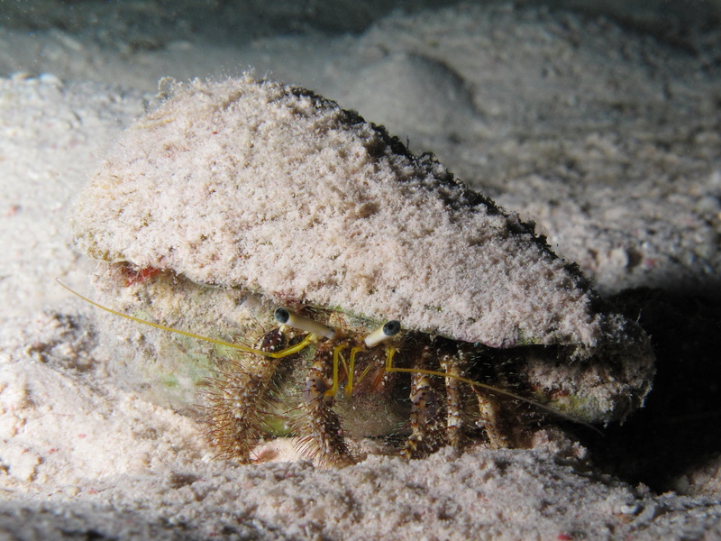 Hermit crab at el Fanus reef - Hairy red hermit crab (Dardanus lagopodes).JPG