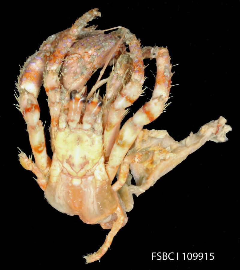 Bareye Hermit (11353394646) - bareye hermit crab (Dardanus fucosus).jpg