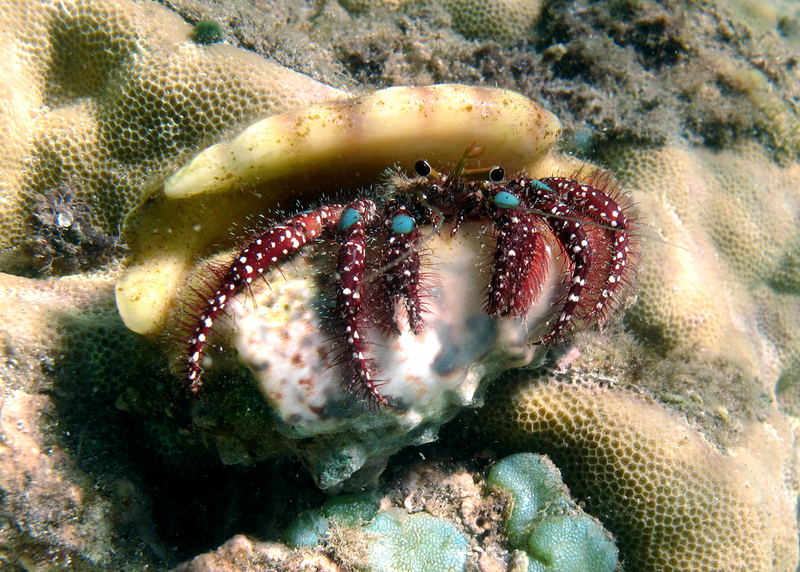 Dardanus guttatus - blue knee hermit crab (Dardanus guttatus).jpg