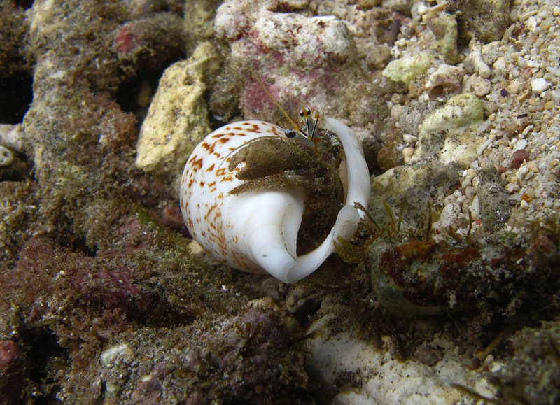 Dardanus scutellatus - Dardanus scutellatus (hermit crab).jpg