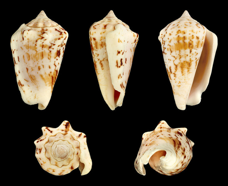 Conomurex decorus 01 - Mauritian Conch (Conomurex decorus).jpg