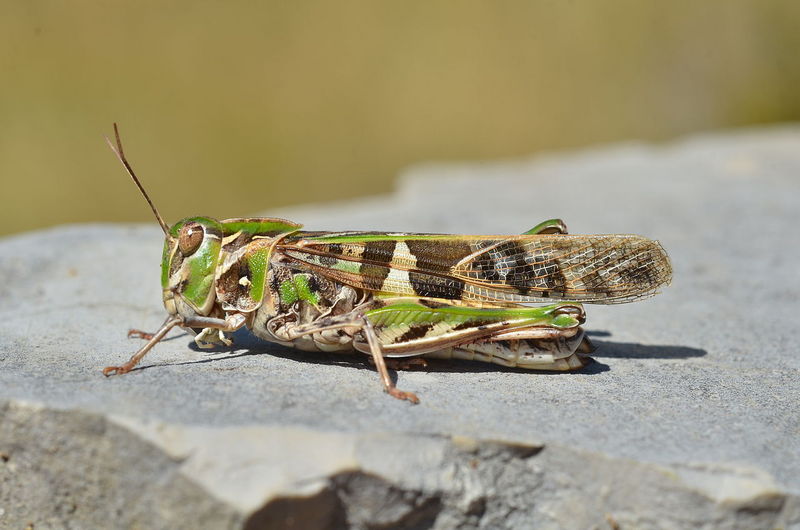 Oedalus decorus (7973765068) - Handsome Cross Grasshopper (Oedaleus decorus).jpg