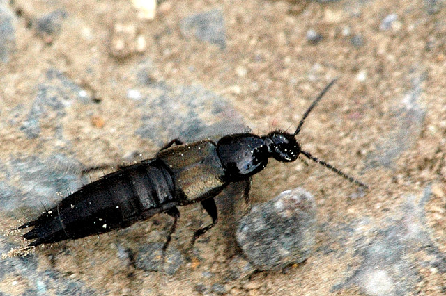 Philonthus.cognatus.rove.beetle.jpg