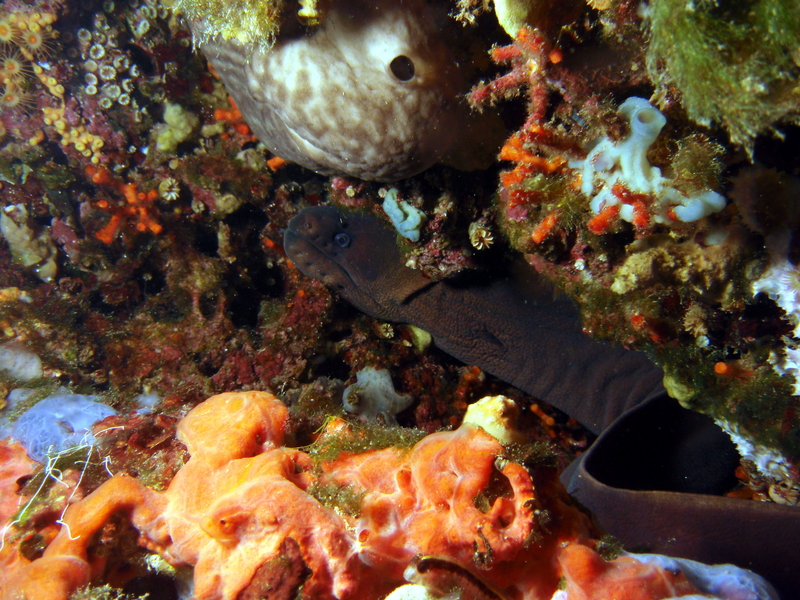 Gymnothorax unicolor - brown moray eel, Gymnothorax unicolor.jpg