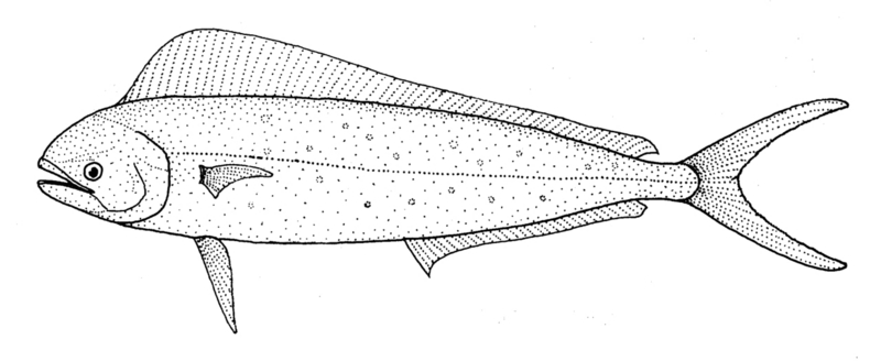 Coryphaenea hippurus - samson fish (Seriola hippos).gif