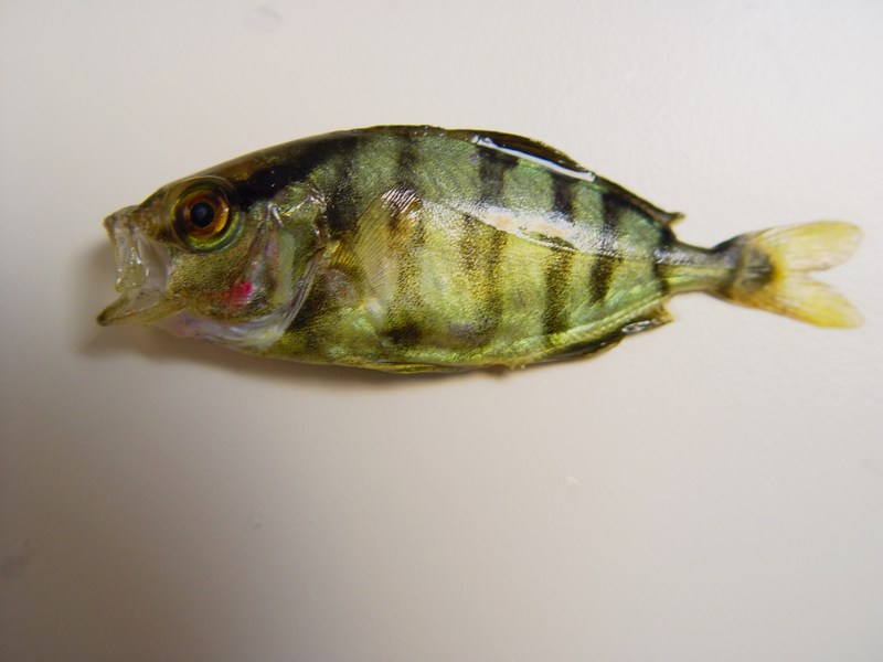 Fish4450 - Flickr - NOAA Photo Library Banded rudderfish (Seriola zonata).jpg