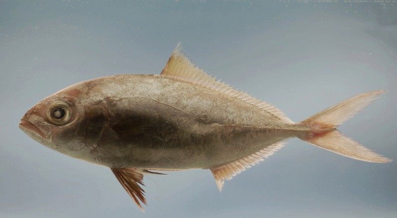 Fish4448 - Flickr - NOAA Photo Library - Seriola fasciata (Bloch, 1793) (Lesser amberjack).jpg